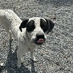 Skelly, Blue Heeler Hound (Unknown Type) mix