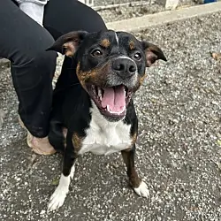 Shamrock, Rottweiler Terrier (Unknown Type, Medium) mix