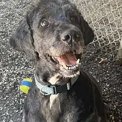 Auggie, Great Dane Poodle (Standard) mix