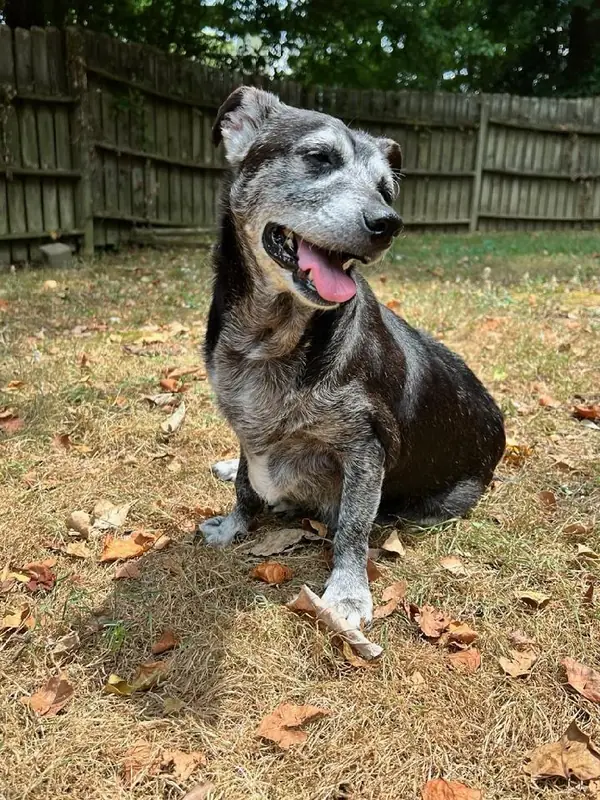 Shadow & Sandy BONDED PAIR, Poodle (Miniature) and Chihuahua mix