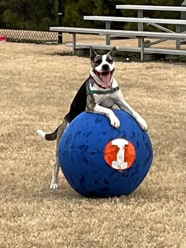 Abbie, Cattle Dog and Husky mix