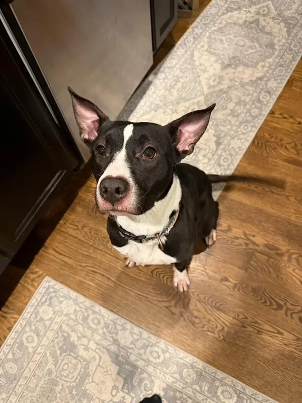 Hayes, Cattle Dog and Terriers (Medium) mix