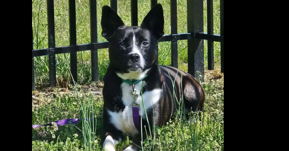 Maverick--A Super Sweet Underdog Looking For a Special Human, Border Collie
