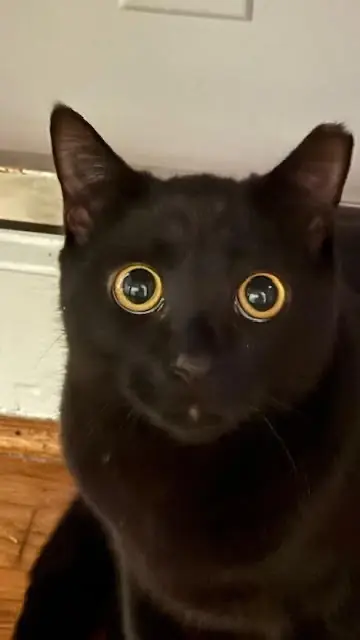 Amani, Domestic Short Hair