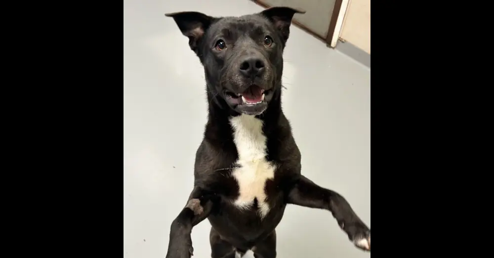 Raisin, Labrador Retriever and Beagle mix