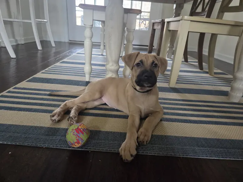 Xena, Labrador Retriever