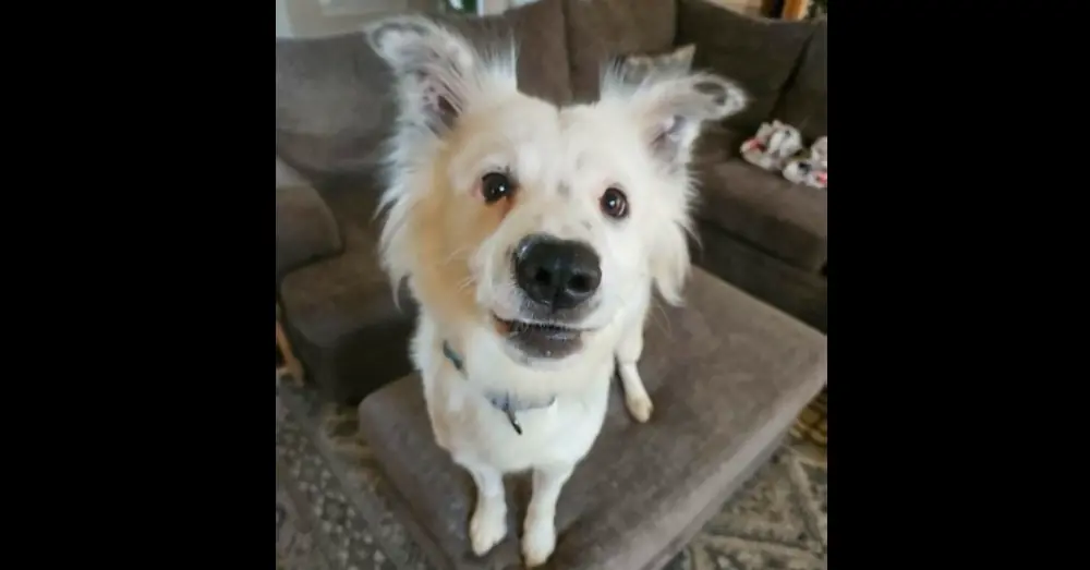 Snow, Border Collie and Great Pyrenees mix