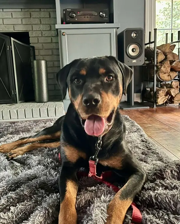 Raja, Rottweiler