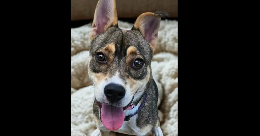 Layla, Husky