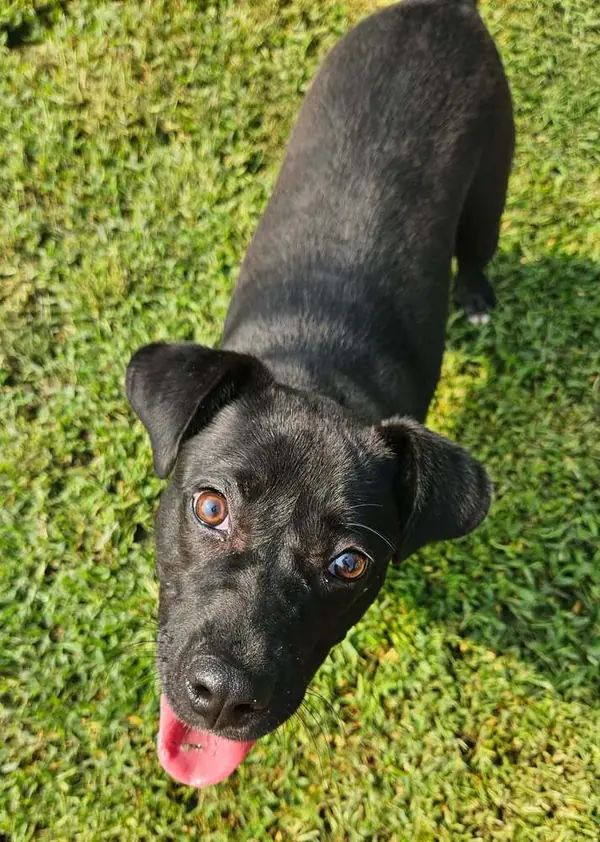 G.G., Labrador Retriever