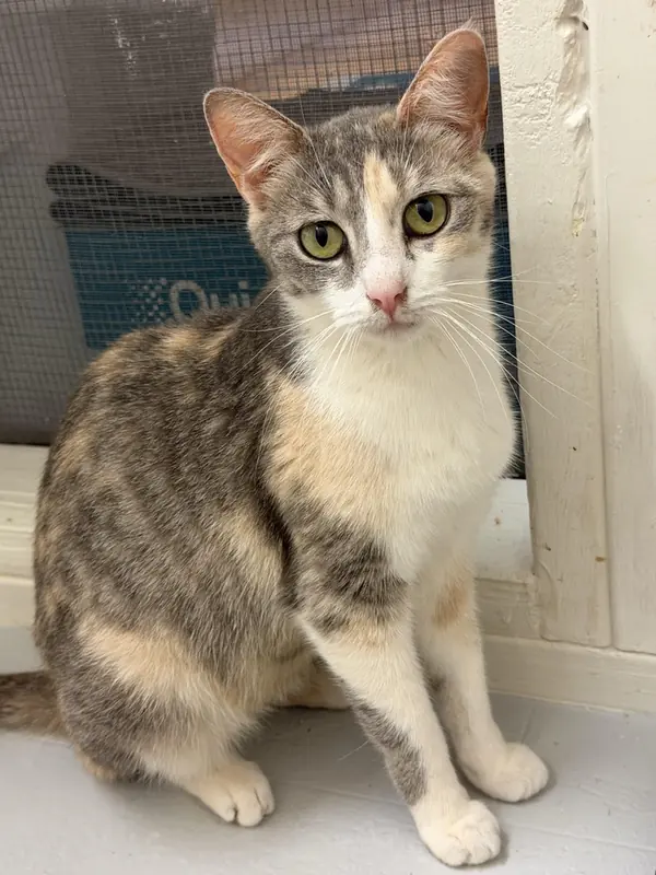 Pancake, Domestic Short Hair