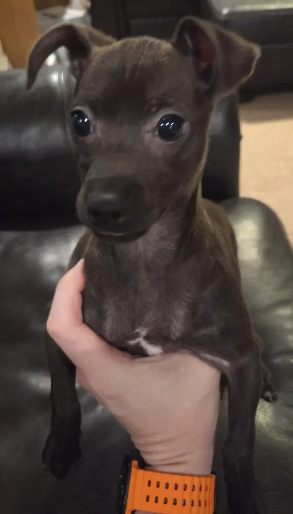 Twizzler, Chihuahua