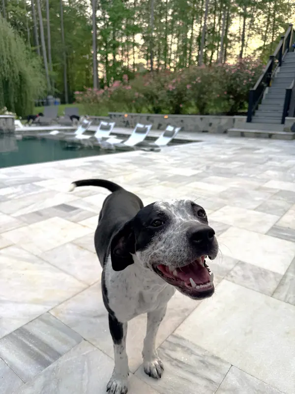 CiCi, Bluetick Coonhound and Boxer mix