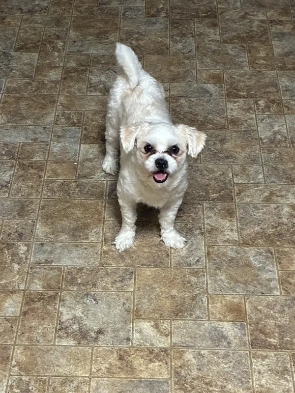 Milkshake, Havanese and Toy Poodle mix