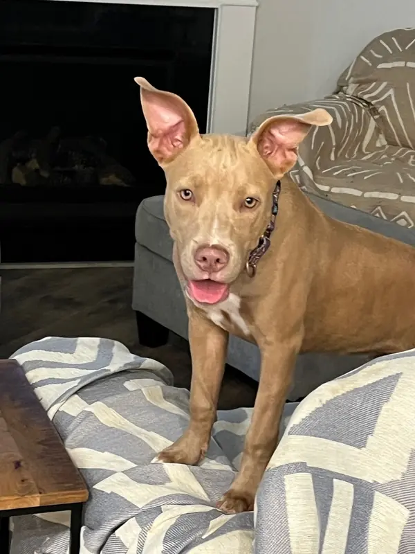 Trix, Pit Bull Terrier
