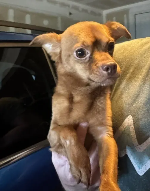 Bruno, Chihuahua