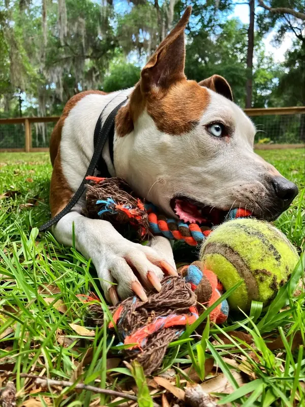 Basil, Boxer and American Staffordshire Terrier mix