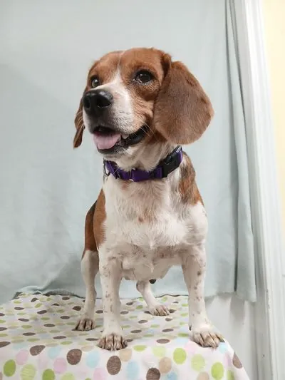 Pixie, Beagle