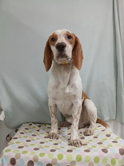 Elroy, Beagle