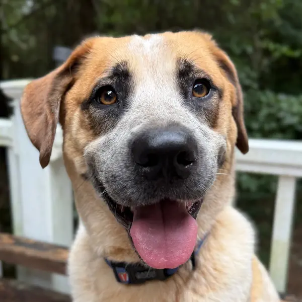 Floki, Cattle Dog, Australian (Red Heeler) and Hound mix