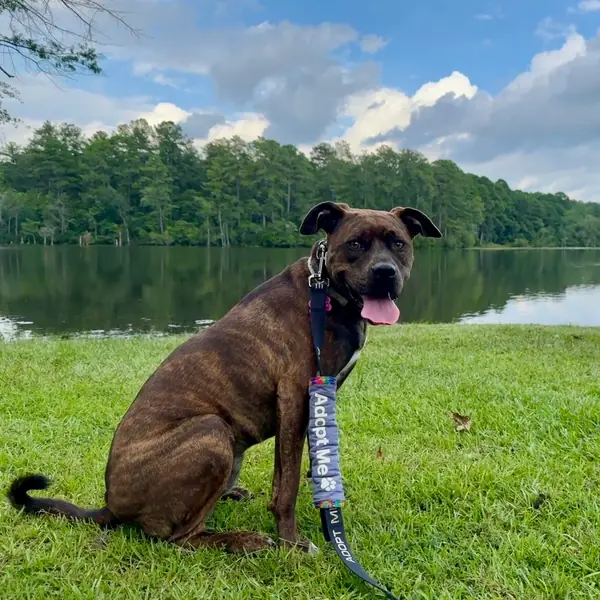 Jovie, Boxer and Terrier, American Staffordshire mix