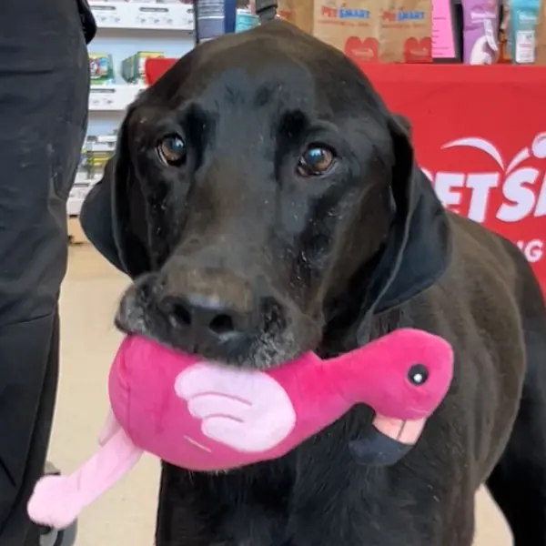 Taz, Retriever, Black Labrador