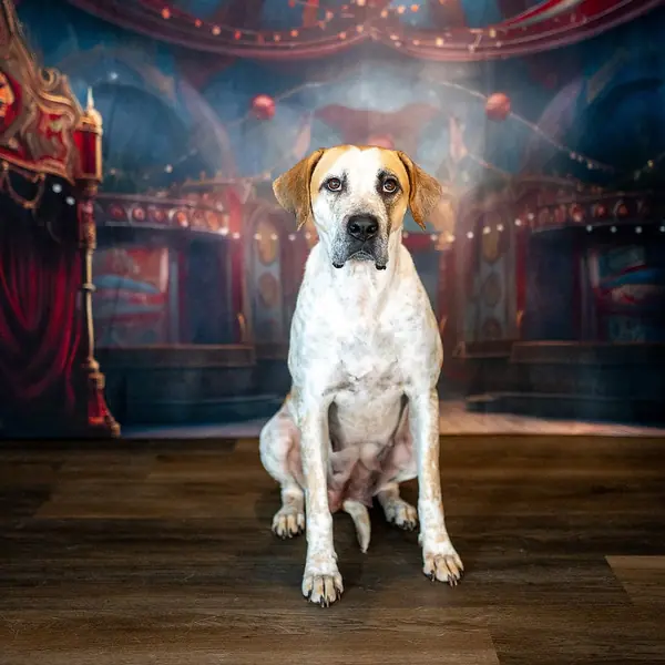 Jazzy, Coonhound, Bluetick