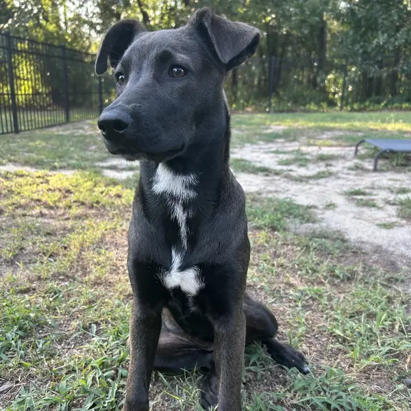 Tequila, Husky and Mixed Breed (Medium) mix