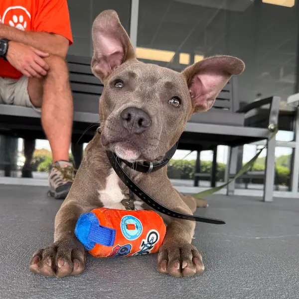 Harvey, Terrier, American Staffordshire