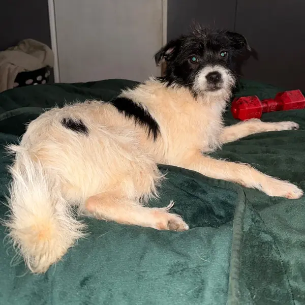 Charmer, Terrier