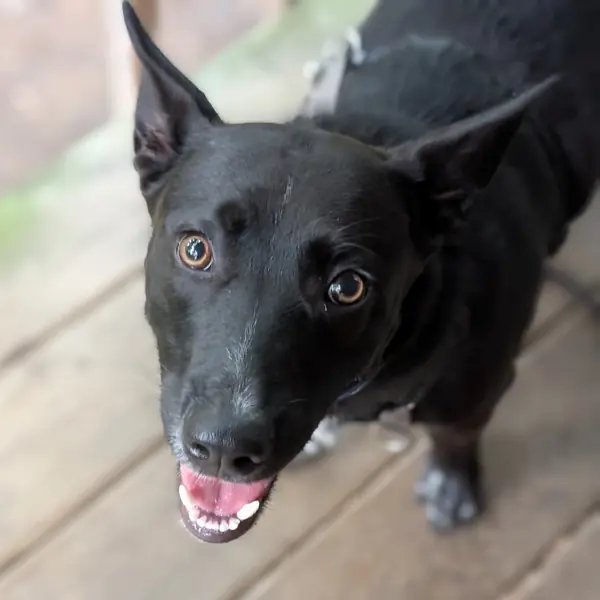 Sirius Black, Cattle Dog and Beagle mix