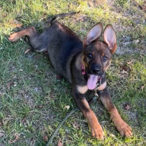 Piper, Shepherd