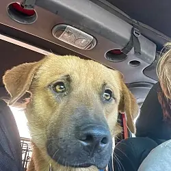 Frankie, German Shepherd Dog Golden Retriever mix