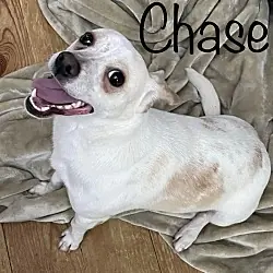 Chase, Jack Russell Terrier Chihuahua mix