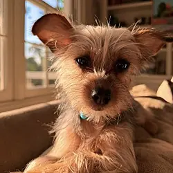 Kitty, Yorkie, Yorkshire Terrier