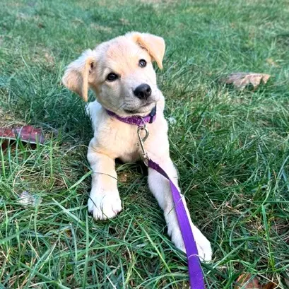 Madison Owner, Pyrenees, Great and Mixed Breed (Large) mix