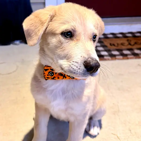 Nash Owner, Pyrenees, Great and Mixed Breed (Large) mix