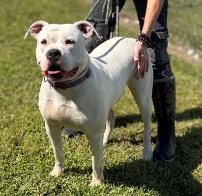 Opal, American Bulldog