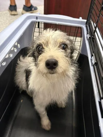 Unknown, Jack Russell Terrier mix