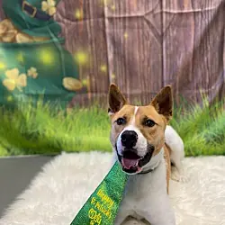 Cooper, Pit Bull Terrier Jack Russell Terrier mix