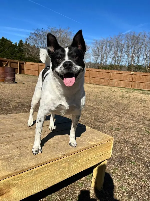 Jolene, Border Collie and Terriers (Medium) mix