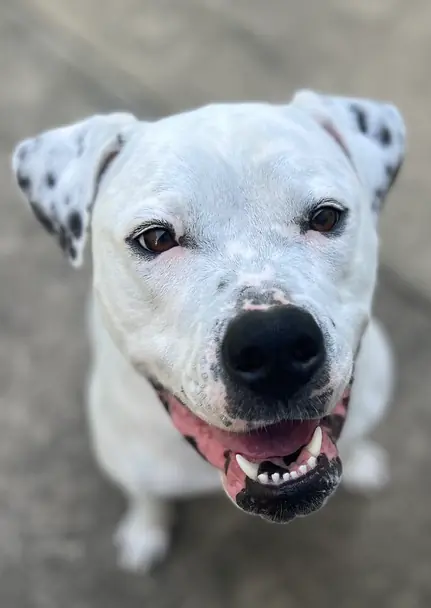 Binka, American Bulldog