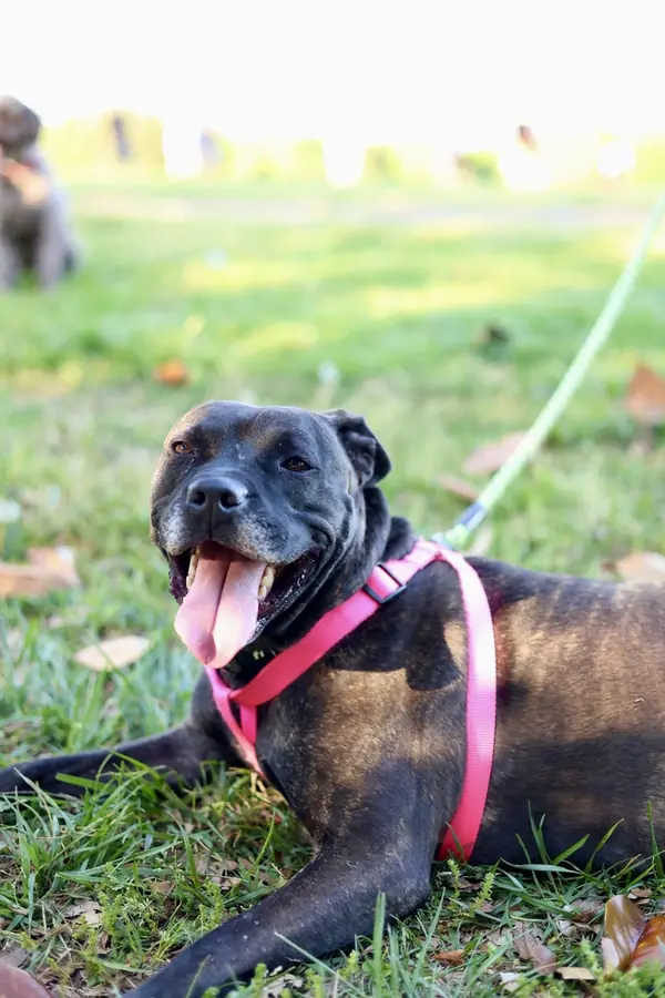 Hope, Boxer and Cane Corso mix
