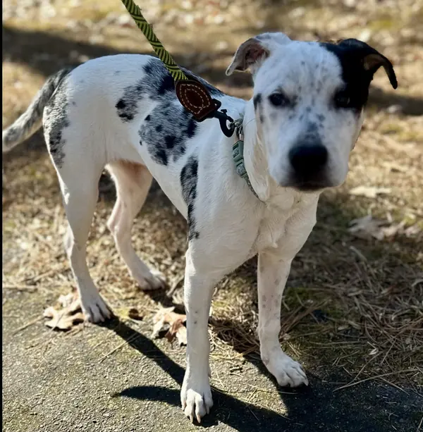 Heily, Blue Heeler and American Pit Bull Terrier mix