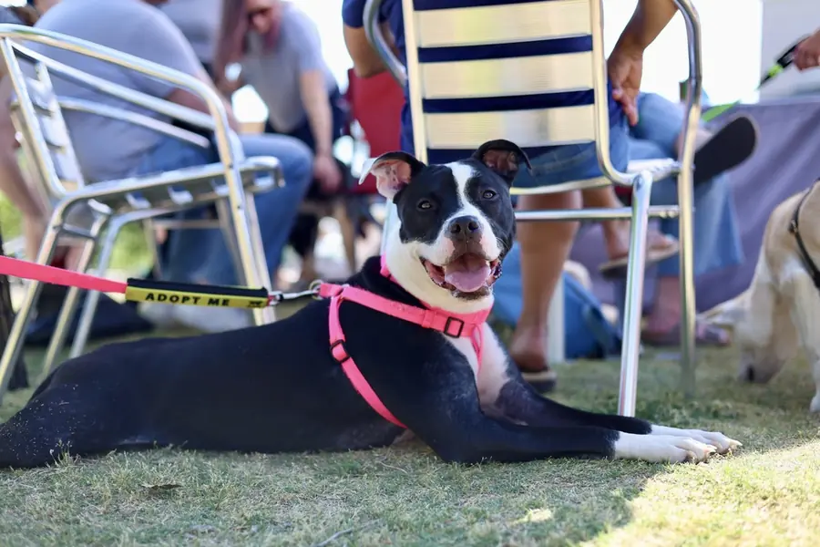 Tallulah, Pit Bull Terrier