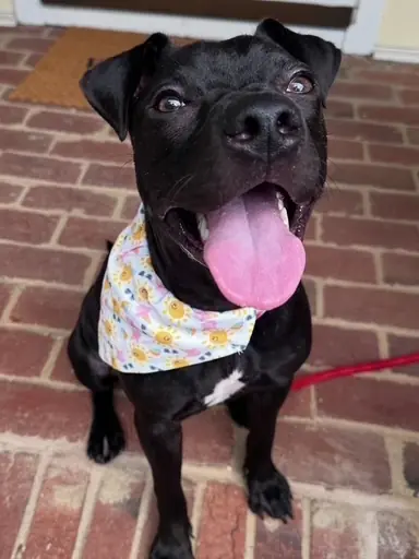 Willow, American Bully