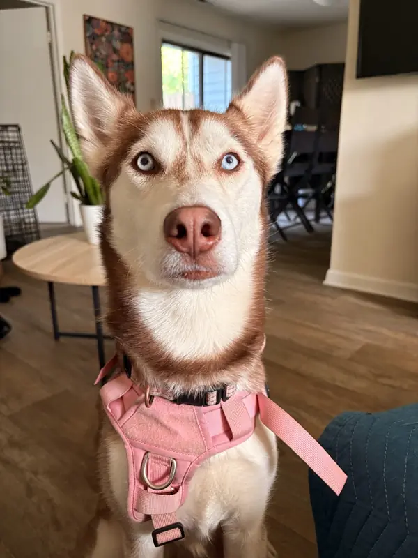 Mikah, Husky