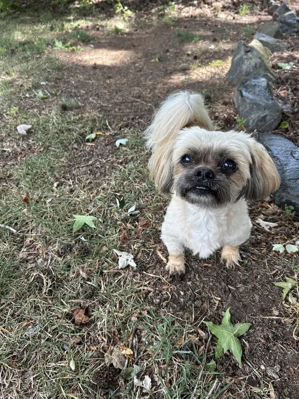 Parker, Pomeranian and Shih Tzu mix