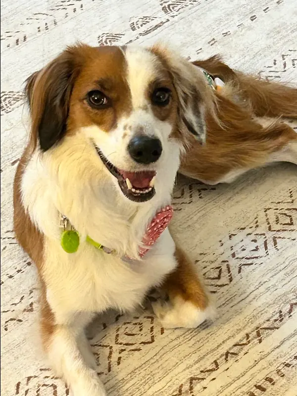 Penny Lane, Dachshund