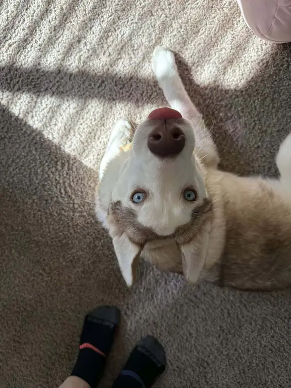Jinx, Husky